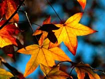 ws_Autumn_leaves_light_1600x1200-web